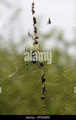 Ragno di seta, nephilidi (nephila), altri animali, ragni, aracnidi, Animali, ragno a ragnatela, ragno senegalensis a ragnatela con zampe Foto Stock