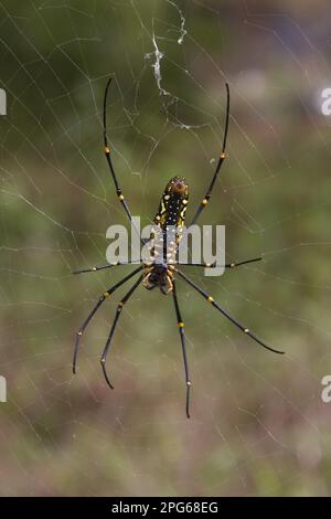 Ragno di seta, ragni di seta, altri animali, ragni, aracnidi, Animali, ragno a ragnatela, femmina ragno in legno gigante, Sinharaja, Sri Lanka Foto Stock