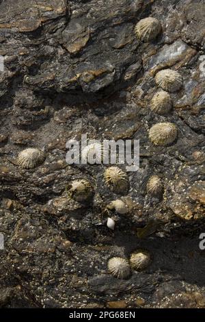 Il limpeto comune (Patellidae) è una specie commestibile di lumaca di mare con branchie, un tipico limpeto reale, un molluschi gasteropodi marini della famiglia del Foto Stock