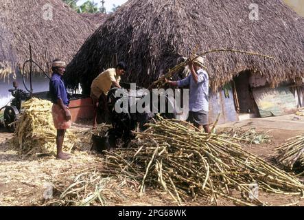 Schiacciare la canna da zucchero per fare la gelata o gur di zucchero non raffinato, Tamil Nadu, India, Asia Foto Stock