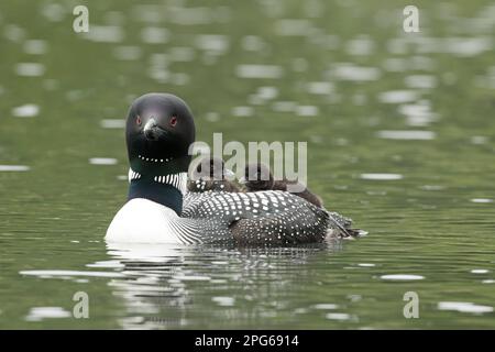 Common loon (Gavia immer) che trasporta pulcini, un mese, la Mauricie parco nazionale, Quebec, Canada Foto Stock