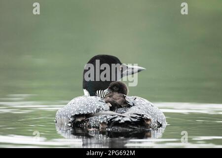 Common loon (Gavia immer) portatore di pulcino, un mese, la Mauricie parco nazionale, Quebec, Canada Foto Stock