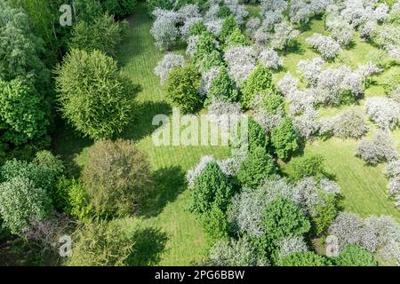 frutteto di mele fiorito in primavera giorno di sole. vista aerea dall'alto. Foto Stock