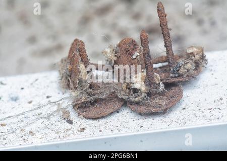 colpo vicino delle unghie del thumbtack arrugginite Foto Stock