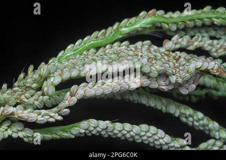 chiudere lo stelo del seme del gambo di paspalum. Foto Stock