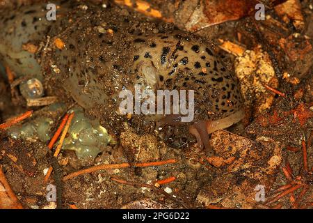 Slug leopardo gigante (Limax maximus) in lettiera a foglia Foto Stock