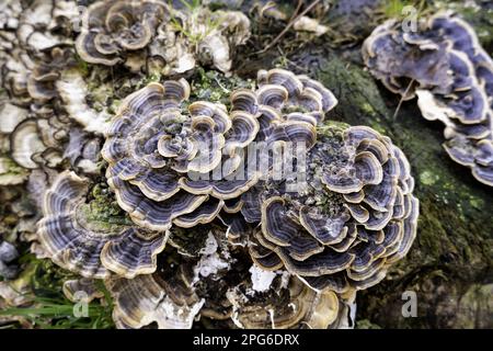 Particolare di funghi e funghi su un tronco d'albero vecchio e morto nella foresta Foto Stock