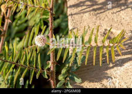 Mimosa pudica, pianta sensibile Foto Stock