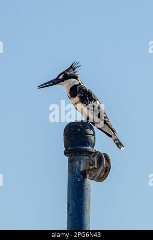 Pied Kingfisher, Ceryle rudis sul fiume Nilo, Assuan, Egitto Foto Stock