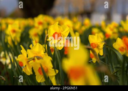 Fiorisce il narciso giallo. Fiori di primavera luminosi crescono nel giardino. Sfondo primavera naturale per il design da cartolina. Architettura paesaggistica e progettazione di Foto Stock