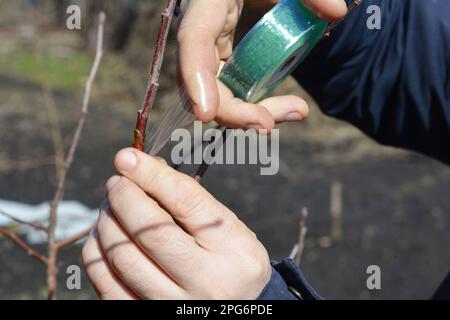 Giardiniere che innesti l'albero di mela con il nastro di innesto. Ramo di albero di griglia. Foto Stock