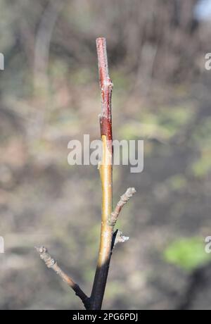 Innesto ravvicinato del ramo dell'albero della mela. Foto Stock
