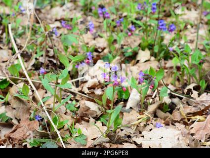 Cane non macchiato, suffolk Lungwort europei fiori selvatici per impollinare insetti. Le specie di Pulmonaria (Lungwort) sono piante commestibili e tradizionali reme Foto Stock