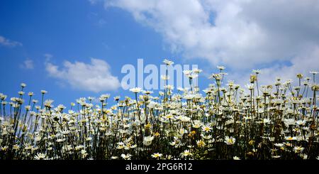 Estate margherite comuni in Dorset Foto Stock