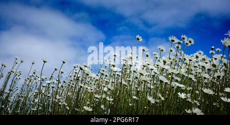 Estate Daisies comune in Dorset Foto Stock