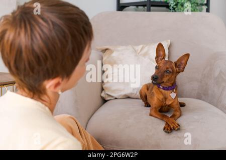Squadre di addestramento del cane. Donna felice di allenamento PET a casa in soggiorno, giocare con pygmy pinscher e premiarlo con le delizie, dando cibo per l'animale domestico, seduto a letto Foto Stock