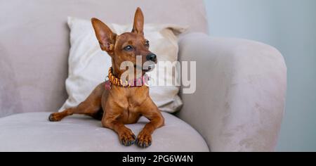 Il Pinscher marrone in miniatura si erge sullo sfondo di un letto e di una finestra. Emozioni di cani. Animale domestico di razza pura. Foto di alta qualità. PET come membro della famiglia Foto Stock