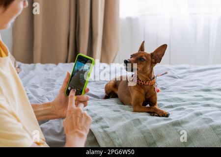 Donna matura con un telefono in mano con un pygmy pinscher in camera da letto trascorre il tempo a casa godendosi il tempo libero, scattando foto e pubblicando sui social network Foto Stock