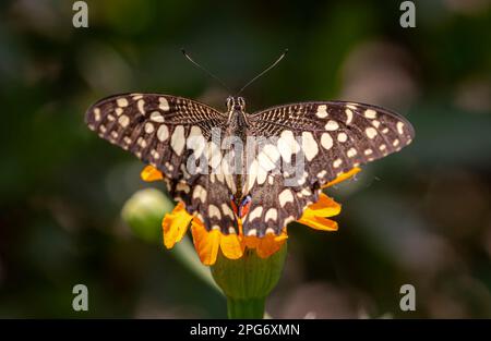 Bella immagine di farfalla di calce con fiori, Papilio demoleus è una comune e diffusa farfalla swallowtail. Foto Stock
