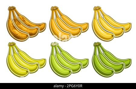 Vector Banana mazzo set, banner orizzontale decorativo con la raccolta lotto di illustrazioni ritagliate di gruppo varie scuro maturato e verde dieta non maturato Illustrazione Vettoriale