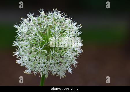 Allium Mont Blonc Foto Stock