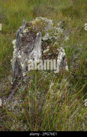 Mosche e licheni nel paesaggio della torba vicino a Letternoosh sulla Wild Atlantic Way, County Galway, Irlanda Foto Stock