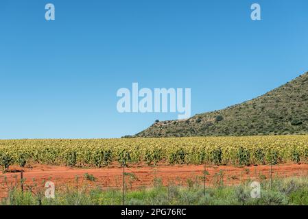 Un campo di girasoli in terra rossa vicino alla strada S129 tra Luckhoff e Fauresmith. Le teste dei fiori sono rivolte verso il basso Foto Stock