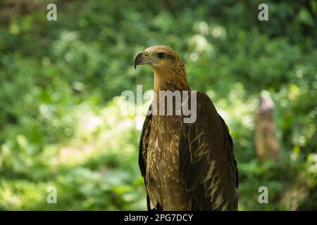 Primo piano di un'aquila che guarda al lato con uno sfondo di difuss di foglie illuminate dal sole sullo sfondo. Foto Stock