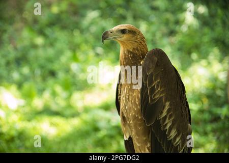 Primo piano di un'aquila che guarda al lato con uno sfondo di difuss di foglie illuminate dal sole sullo sfondo. Foto Stock