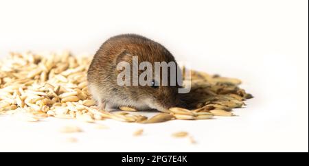 Le voles sono parassiti noti dell'agricoltura e delle famiglie. Roditori danneggiano i grani, le verdure e le frutte su una scala voluminosa. Vole rosso a denti grandi g Foto Stock