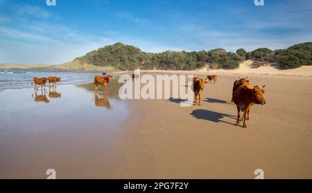 Mandria di bovini bruni su una spiaggia Transkei Foto Stock