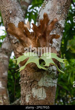 Vista in primo piano della giovane felce di platycerium wallichii, aka staghorn o elkhorn, con una nuova crescita fresca nell'ambiente naturale all'aperto, nel nord della Thailandia Foto Stock