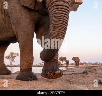 Primo piano di un toro di elefante maturo da un angolo basso che mostra il sottopiede dell'avampiede e altri tori in lontananza Foto Stock