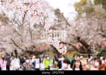 Tokyo, Giappone. 21st Mar, 2023. La gente ama vedere i ciliegi fioriti al parco Ueno di Tokyo martedì 21 marzo 2023. La fioritura dei ciliegi è la tradizione più popolare del Giappone per celebrare l'arrivo della primavera. (Foto di Yoshio Tsunoda/AFLO) Foto Stock