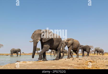 Processione di elefanti africani che camminano lungo il bordo di una buca d'acqua Foto Stock