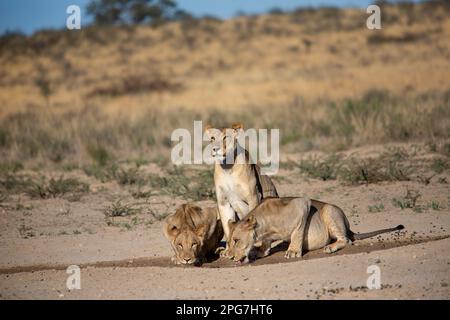 Leonessa fiancheggiata da due leoni maschi sub-adulti che bevono acqua da una pozza a Kannagaus nel Kalahari Foto Stock