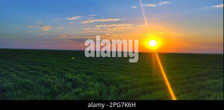 Una vista panoramica di un'alba panoramica su un lussureggiante campo verde, illuminato da una calda luce dorata-arancione Foto Stock