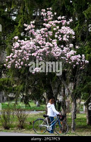 Skopje, Macedonia settentrionale. 20th Mar, 2023. Una donna gode del paesaggio in un parco a Skopje, Macedonia del Nord, 20 marzo 2023. Credit: Tomislav Georgiev/Xinhua/Alamy Live News Foto Stock