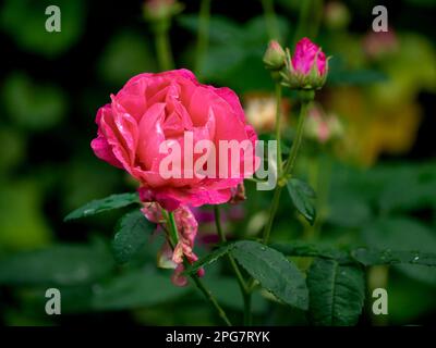 Rosa francese, Rosa gallica, primo piano di fiori in giardino, Paesi Bassi Foto Stock