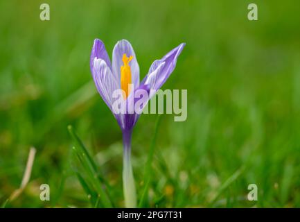 primo piano di crocus viola Foto Stock