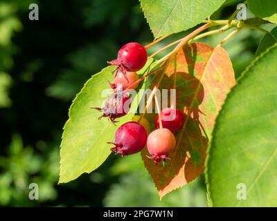 Bacche rosse che maturano su bacche di giunchio, Amelanchier lamarckii, albero in giardino, Paesi Bassi Foto Stock