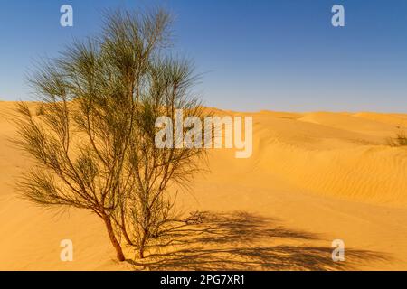 Albero solitario di tamarisco selvatico (Tamarix) che cresce su una duna di sabbia nel deserto del Sahara. Deserto vicino all'oasi di Ksar Ghilane. Grand Erg Oriental. Tuni Foto Stock