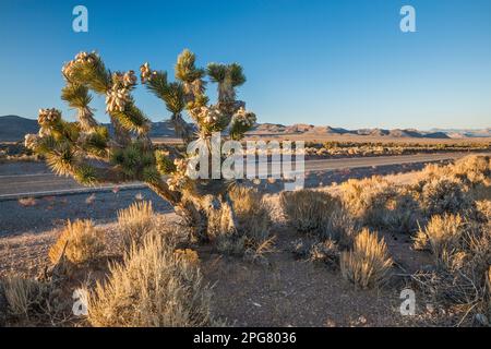 Joshua Tree, Sagebrush Desert, autostrada extraterrestre NV-375, tramonto, vicino Hancock Summit, Vicino a Crystal Spring, Great Basin, Nevada, USA Foto Stock