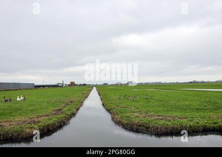 Fosso nel Zuidplaspolder dove nuove case sorgeranno nei Paesi Bassi Foto Stock