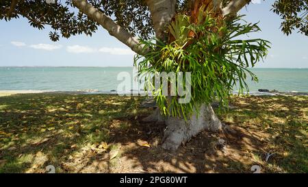 Staghorn felce crescere in un albero di fico Moreton Bay in un parco erboso litorale, con il mare e il cielo sullo sfondo. Foto Stock