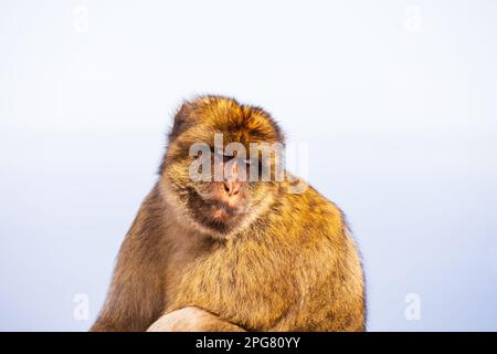 Il famoso macaco barbarico del territorio d'oltremare britannico di Gibilterra, la roccia di Gibilterra sulla penisola iberica. Foto Stock