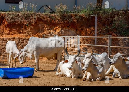 Gruppo di vacche relax presso la fattoria indiana. Ritratto di giovane mucca guardando la macchina fotografica. Foto di alta qualità Foto Stock