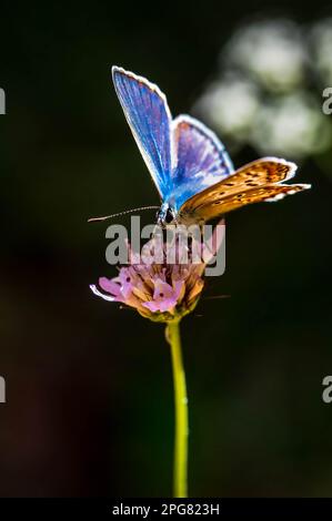 Una piccola farfalla blu arroccata sulla cima di un fiore vibrante Foto Stock