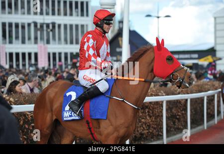 Seconda gara 2,10 l'ostacolo della McCoy Contractors County scendendo alla partenza Pied Piper guidato da Davy Russell Horse Racing a Cheltenham Racecou Foto Stock