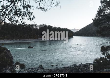 Una barca con i turisti viaggia rapidamente lungo la curva del fiume turchese di montagna Katun vicino alle rive di pietra con rami di alberi di conifere in th Foto Stock